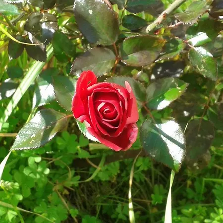 Dos Almas فندق مبيت وإفطار باري