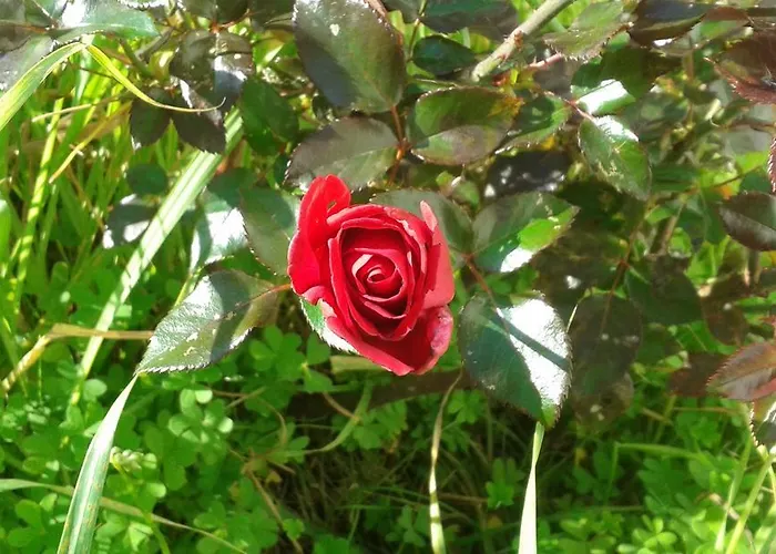 Dos Almas Bed and breakfast Bari